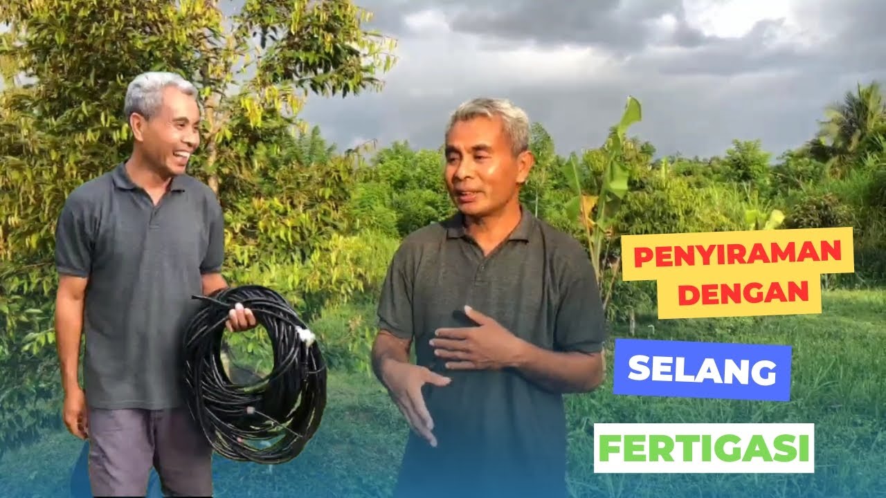 TEHNIK PENYIRAMAN FERTIGASI..!!