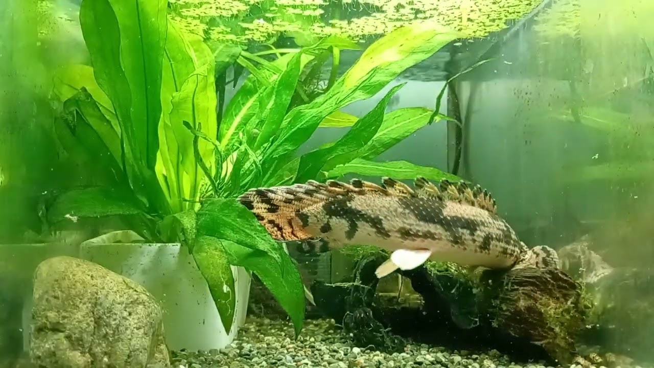 ポリプテルスエンドケリーの餌やり