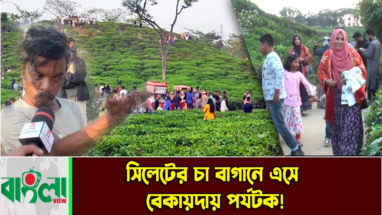 সিলেটের চা বাগানে এসে বে*-কায়দায় পর্যটক!  || Sylhet News  || Breaking News || Banglaviewtv