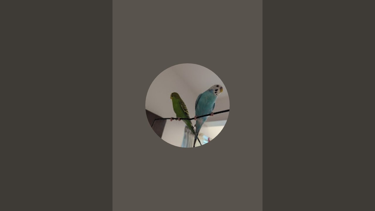 chinoblaze is live!