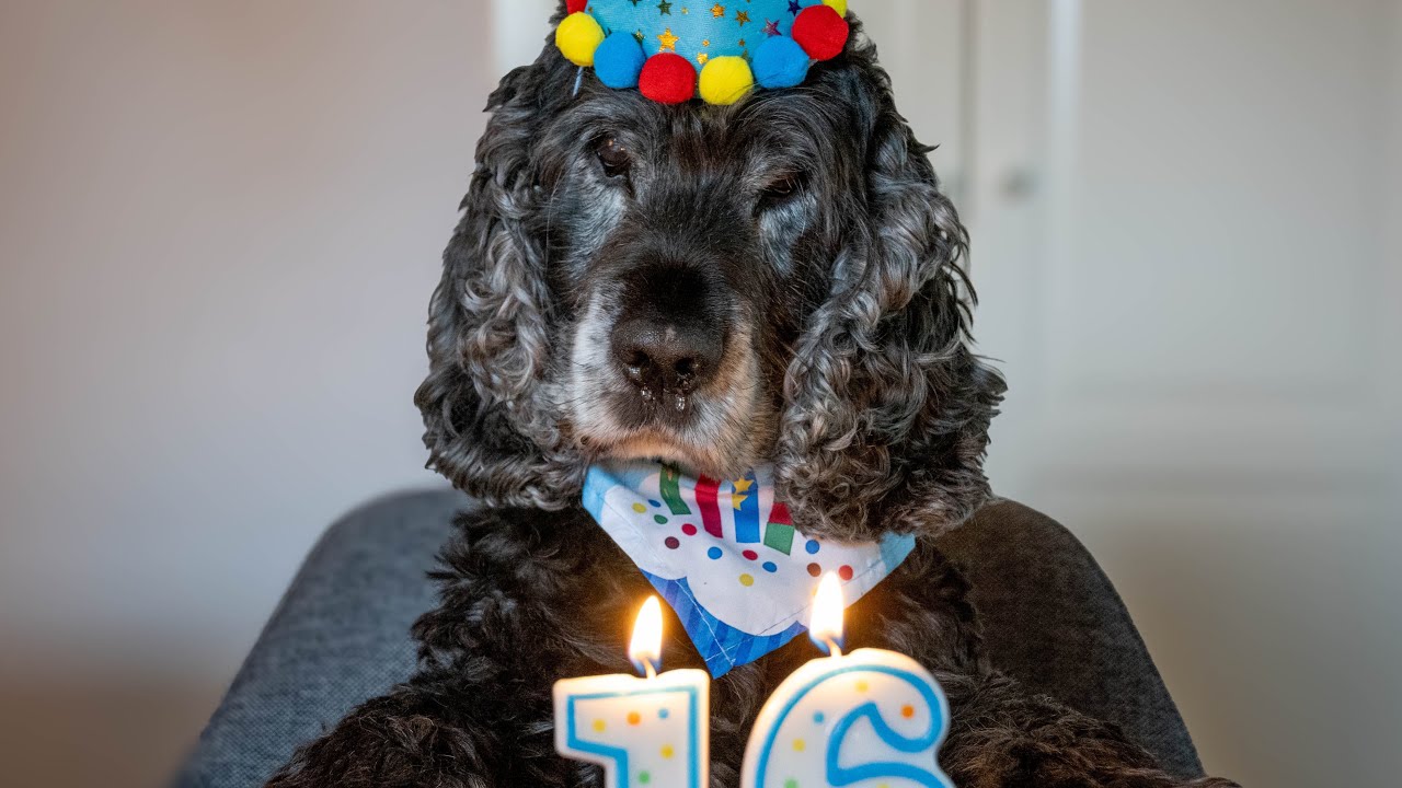 17 Vorurteile gegenüber dem English Cocker Spaniel und was wirklich dahinter steckt 
