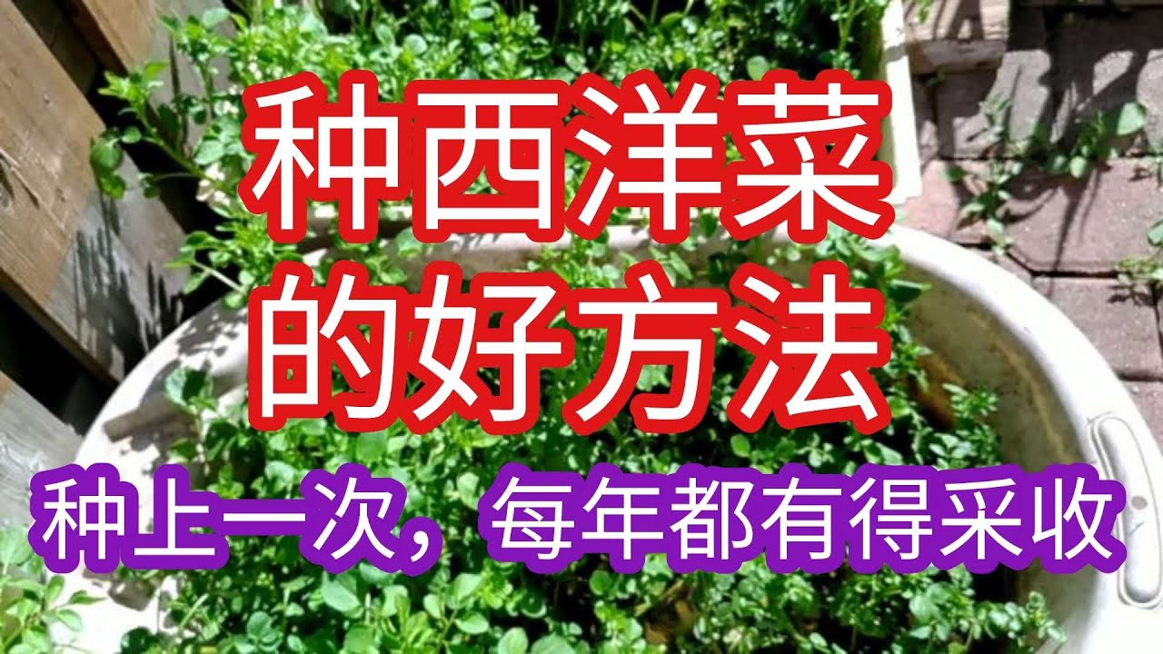如何种西洋菜？教你2种不同的种植方法，自己留的西洋菜种子你见过吗？阳台也可以种西洋菜， 西洋菜的功效 How to grow watercress？2 ways to plant watercress