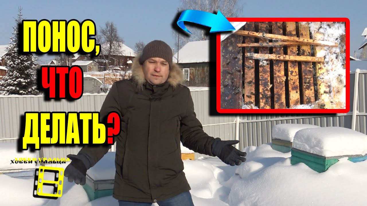 ПОНОС У ПЧЕЛ ЗИМОЙ В ЧЕМ ПРИЧИНА, И ЧТО ДЕЛАТЬ? ДЛЯ НАЧИНАЮЩИХ ПЧЕЛОВОДОВ 22-7