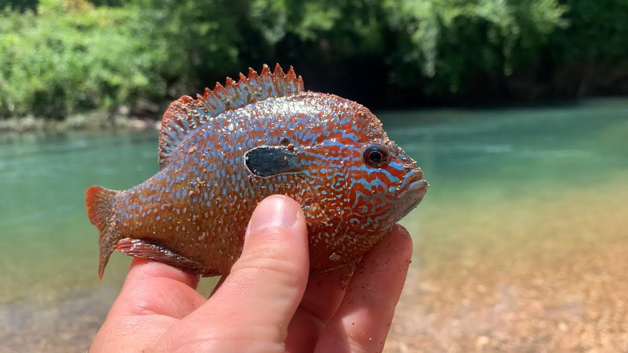 How To Fish Clear Water Streams