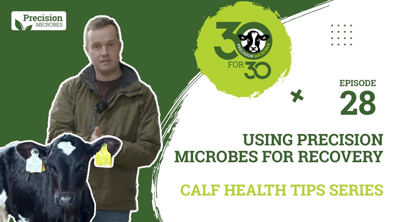 Calf Health Tips - Episode 28: Using Precision Microbes For Recovery