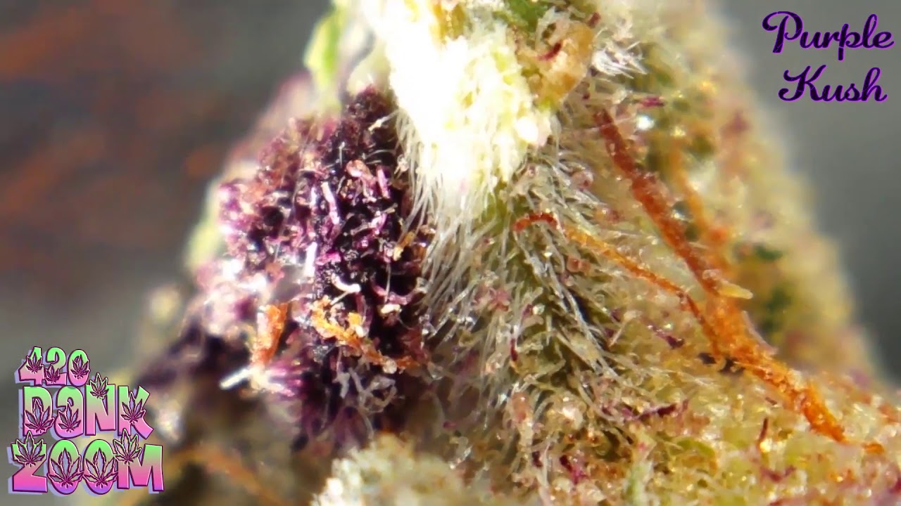 Close up of Purple KUSH 😍