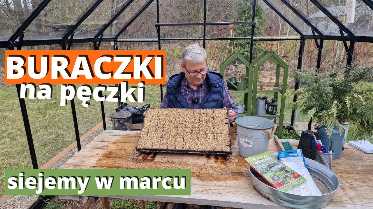 BURAKI na rozsadę. Multisowing warzyw korzeniowych. Jak siać i pielęgnować buraki z rozsady.