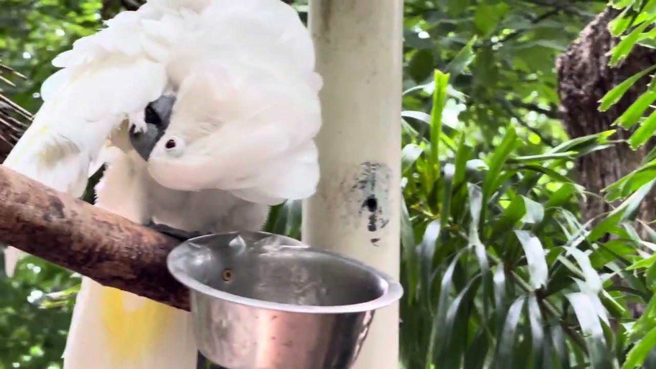 White macaw parrot 🦜