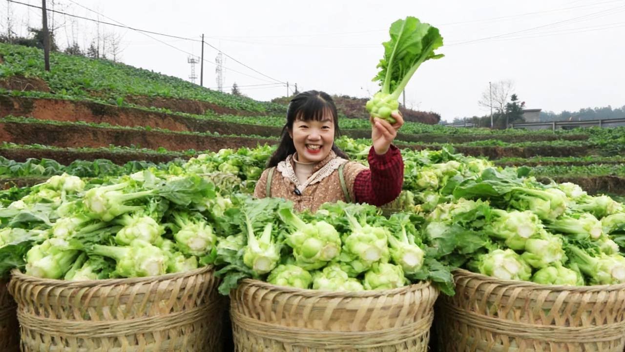 涪陵人刻在骨子里的本命菜！能打败榨菜的只有它！一年一长值得涪陵人种一辈子！！【燕麦行游】