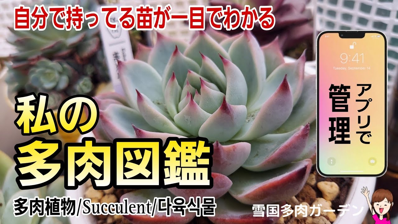 私の多肉図鑑/アプリ管理で持ってる品種や種類が一目でわかる/多肉事　2024年3月15日　＃雪国の多肉　＃多肉図鑑　＃Succulent #園芸 #マイ図鑑