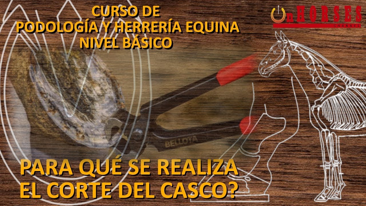 PARA QUÉ SE REALIZA EL CORTE DEL CASCO? - Curso de Podología y Herrería Equina