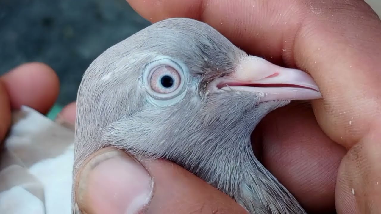 ایسے جوڑے کم ہی نظر اتے ہیں اج دوست اس کا شوق کریں