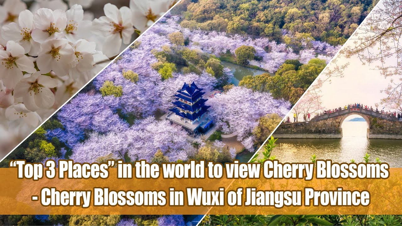 CHINA TODAY II EP30：&ldquo;Top 3 Places&rdquo; in the world to view Cherry Blossoms - Yuantouzhu, Jiangsu
