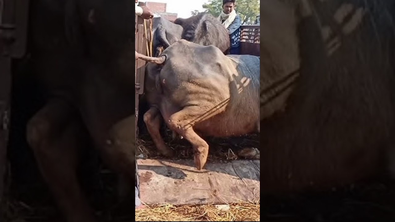 bihar me bhais chori ki sikayat
