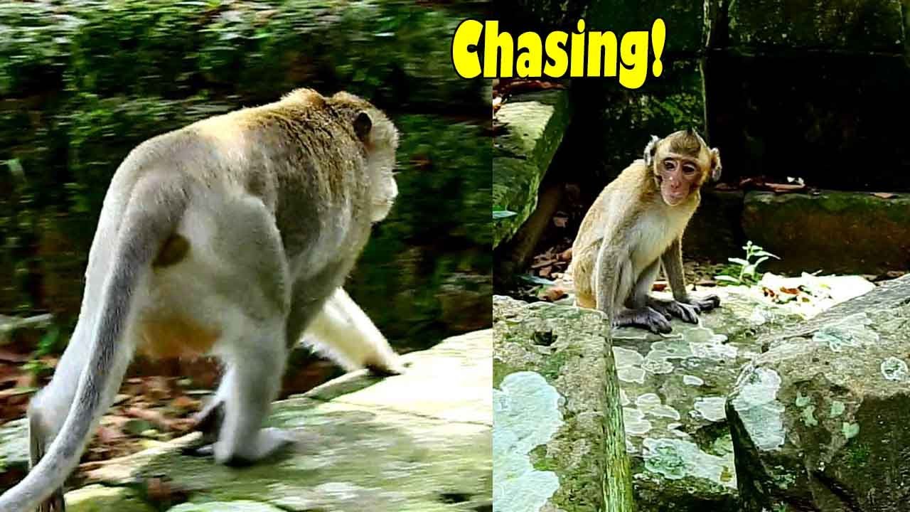 Oh No! Bones Chased Baby Abandoned Monkey NORA, Hope They Are Fine With Each Others.