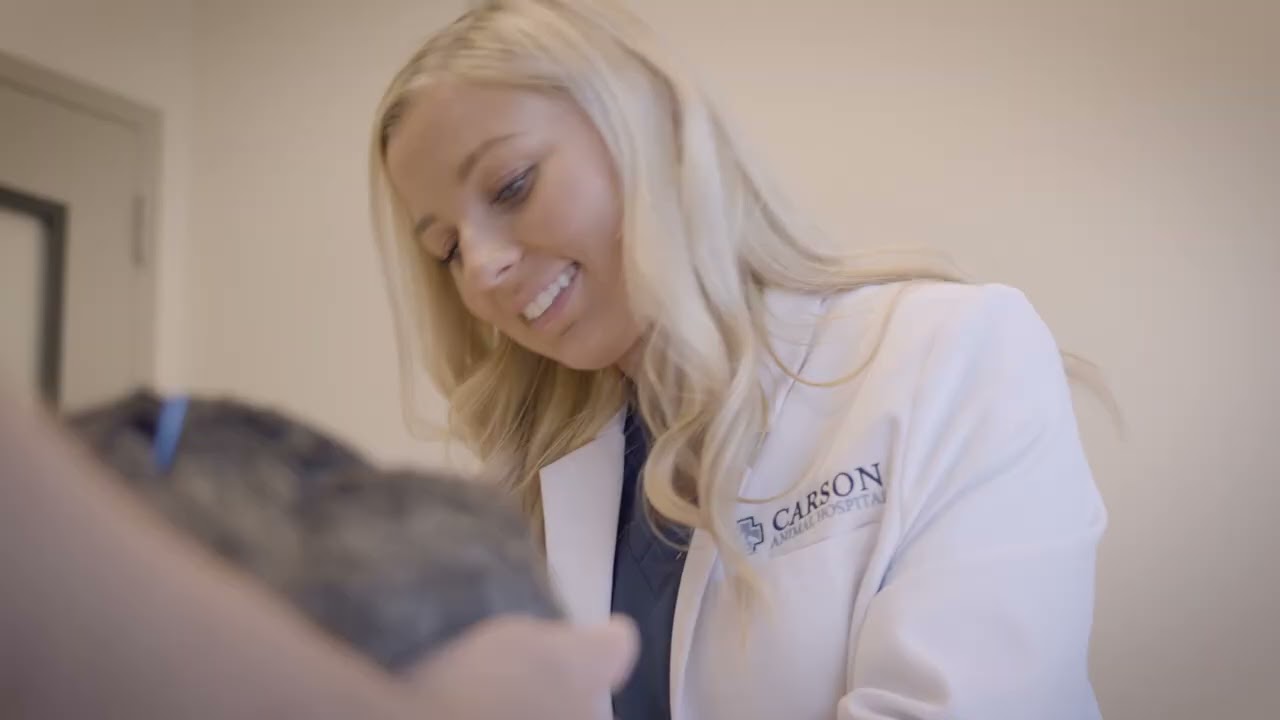 Carson Animal Hospital acupuncture