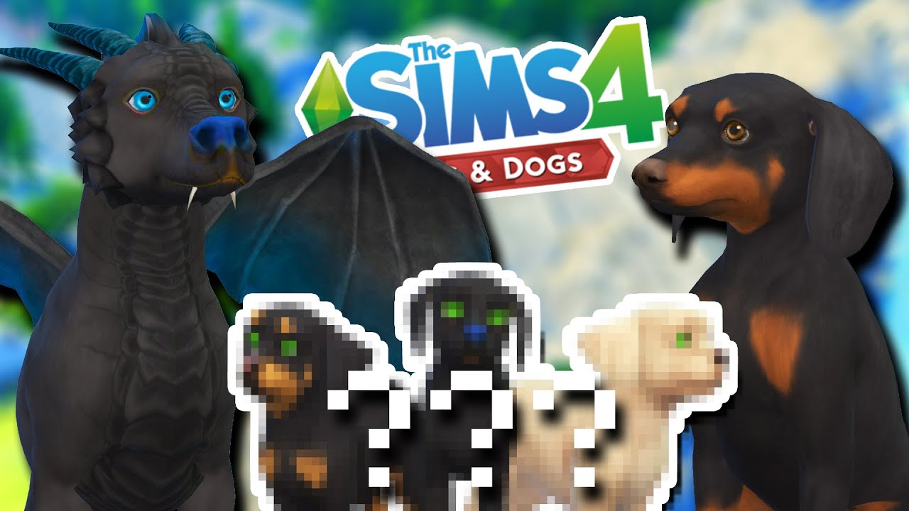 Breeding a Dragon and a Daschund?! 🐲💕🐶