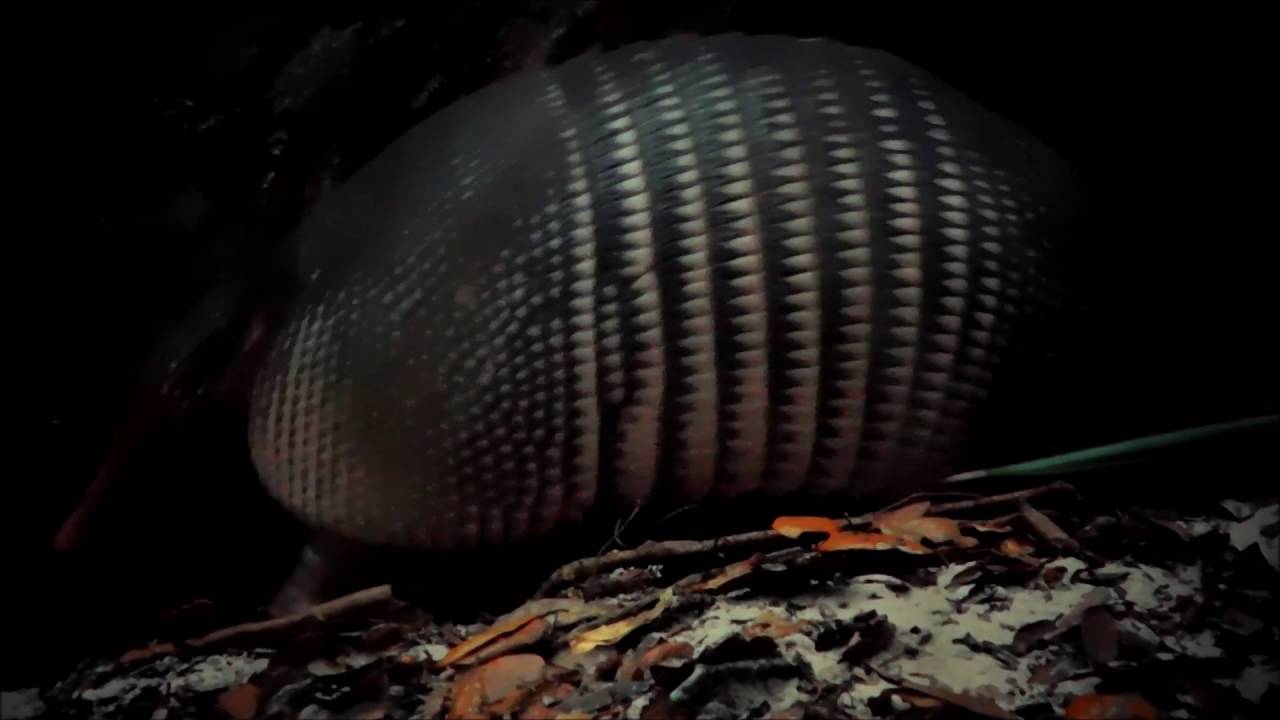 Andy the Armadillo