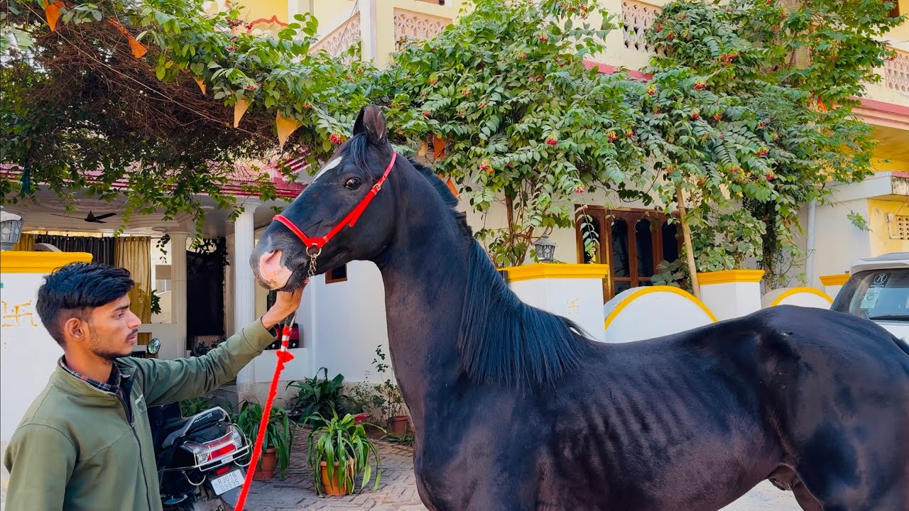 मारवाड़ी घोड़े के लिए सबसे अच्छे आहार और देखभाल टिप्स/ best Marwari horse care #horse #marwari #yt