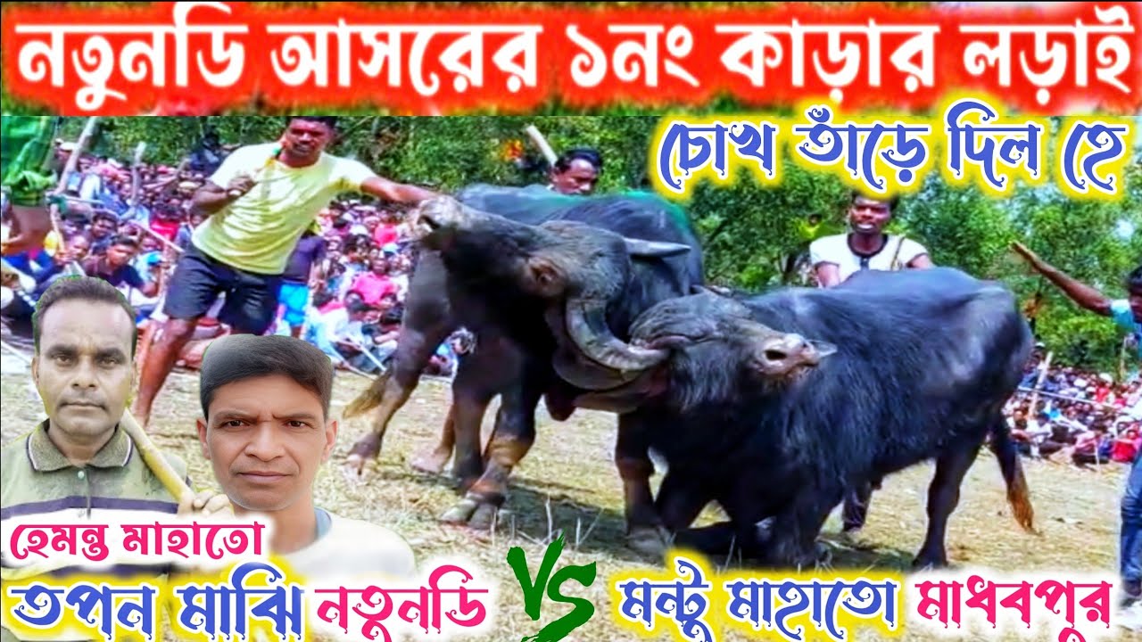 নতুনডি আসরের ১নং কাড়ার বিখ্যাত বজড়ের লড়াই দেখাল হে 👉 তপন মাঝি (নতুনডি) vs মন্টু মাহাতো (মাধ্বপুর)