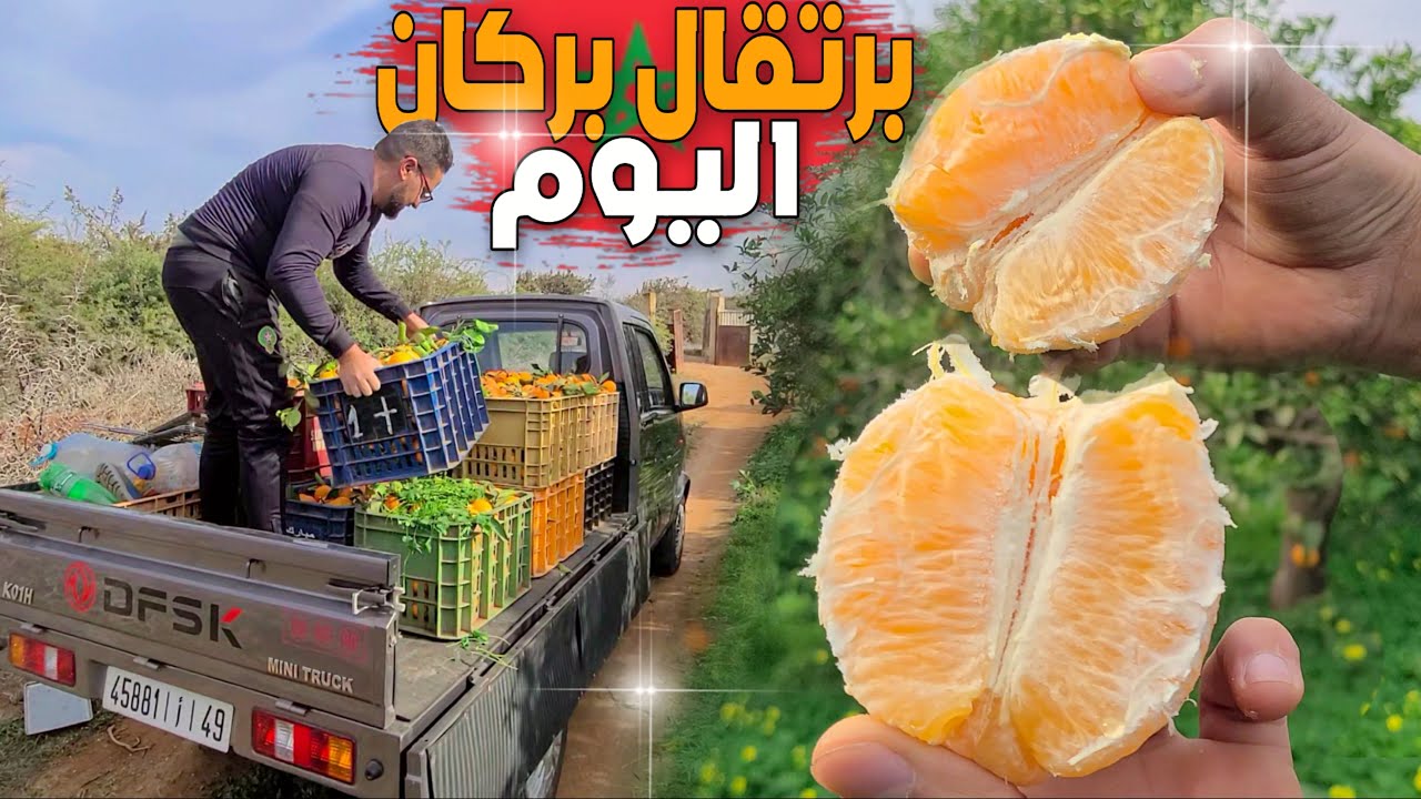 خيرات بلادي موسم جني البرتقال البركاني العالمي يوم كامل داخل ضيعة البرتقال ببركان ORANGE DE BERKANE