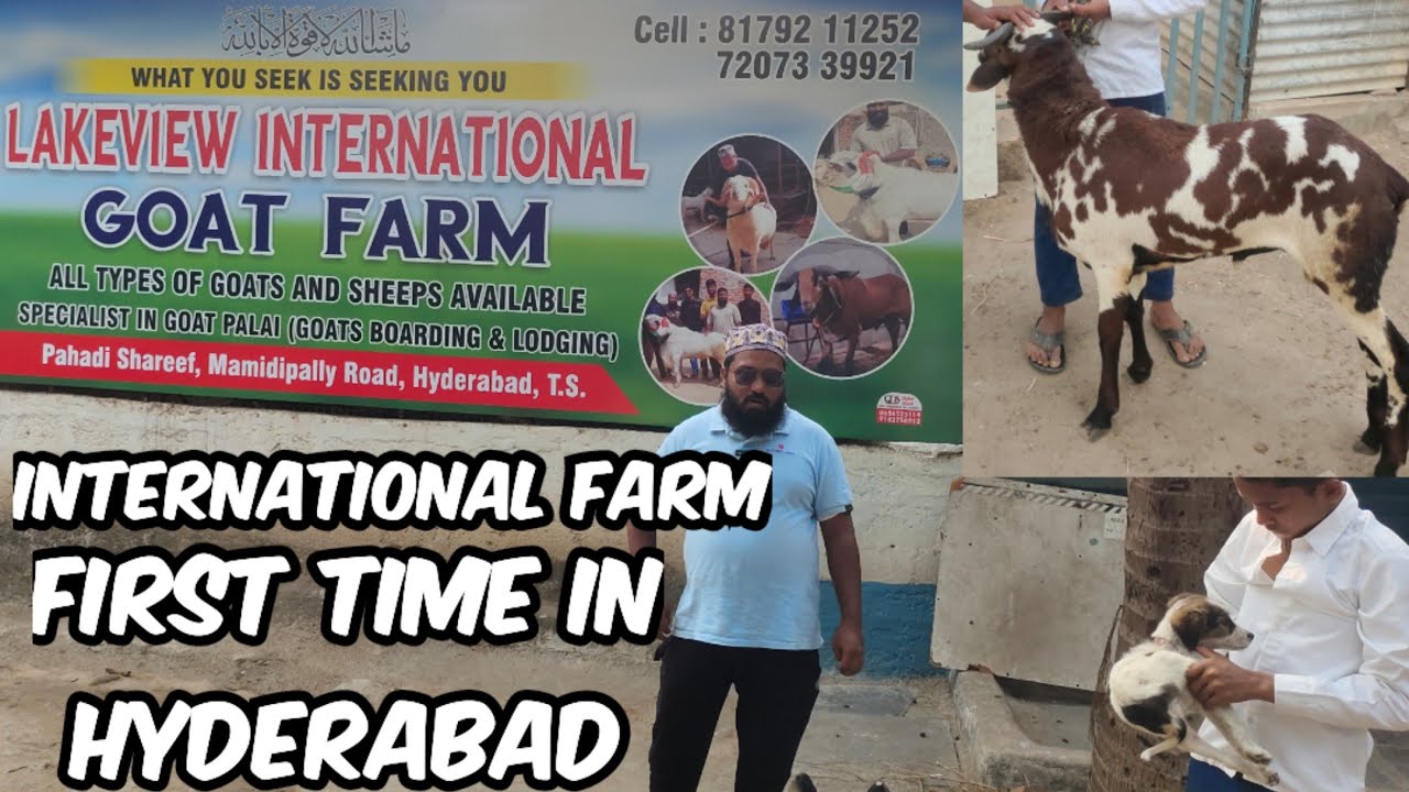 Lakeview International Goat Farm Hyderabad Review | Madurai 🐏 | Karnataka Mende & Breeding Setup HYD