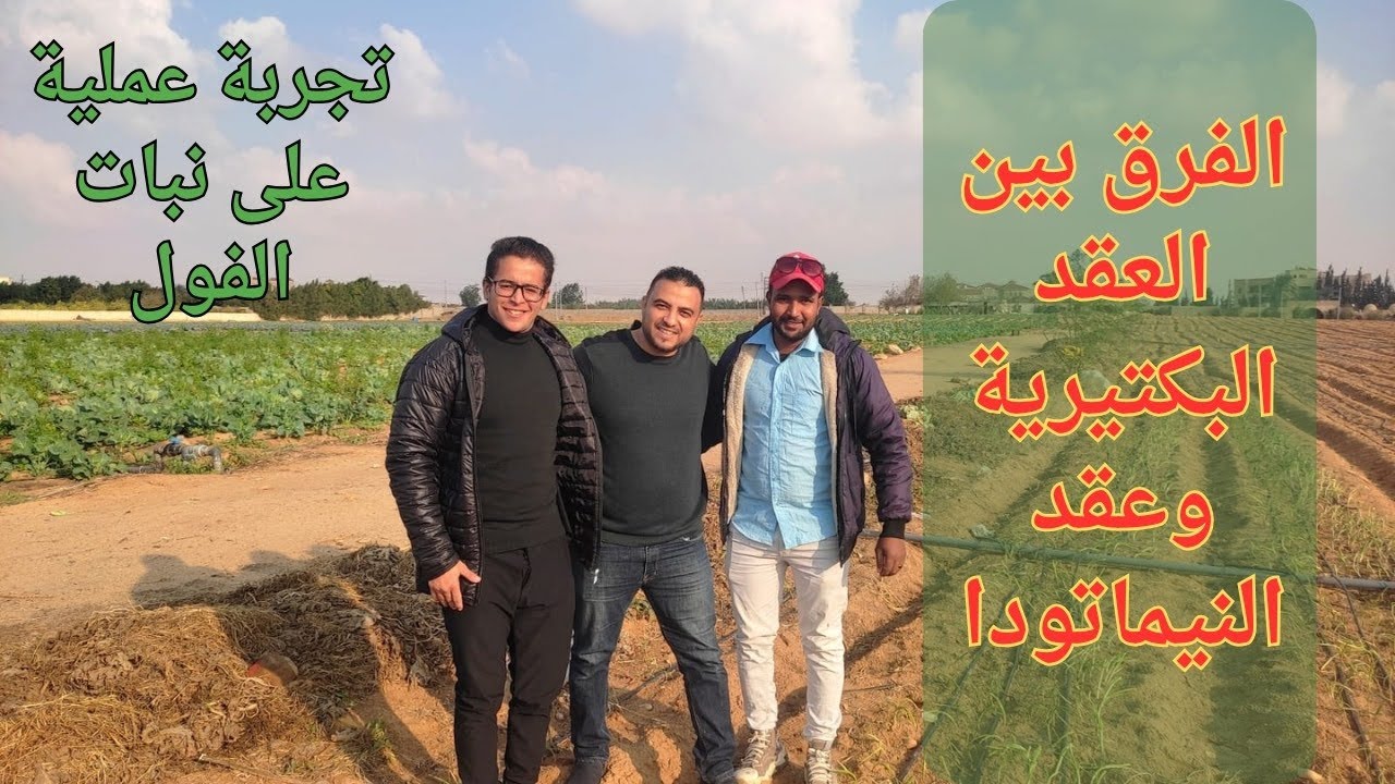 العقد البكتيرية | والفرق بينها وبين النيماتودا|نبات الفول|الناشط الزراعي