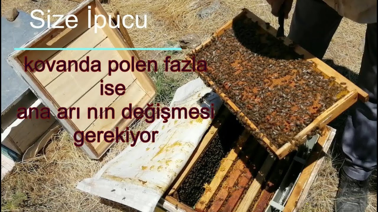 Ana arısı eski olan kovanın bize verdiği ipucu !!!! queen-free hive