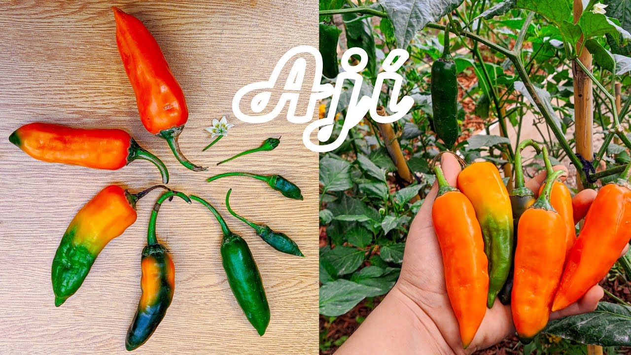 Cultivo del AJÍ amarillo / Mirasol 🌶️💛 [ siembra , cuidados y cosecha ]