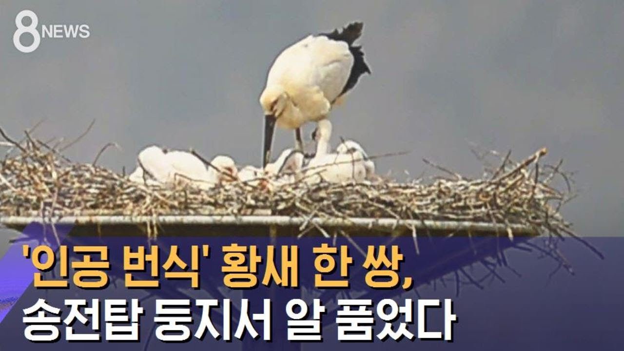 '인공 번식' 황새 한 쌍, 송전탑 둥지서 알 품었다 / SBS
