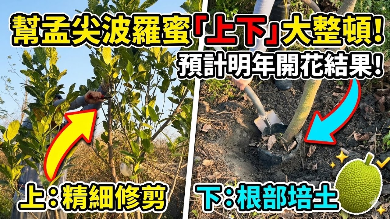 幫「孟尖波羅蜜」上下大整頓！預計明年開花結果！2026年3月8日