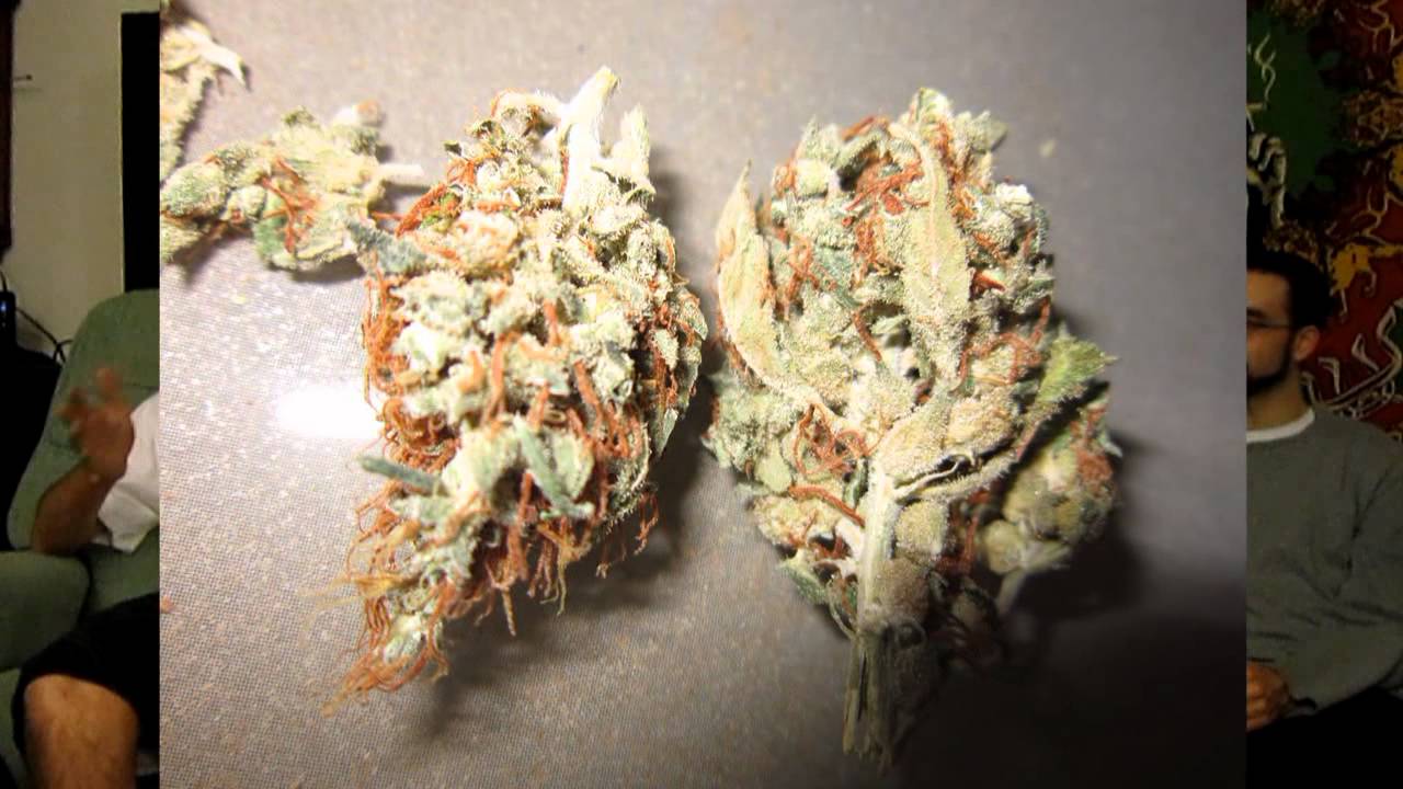 The Higher Channel - Casey Jones - Blunt Review - 215 Kush Collective - TheHigherChannel
