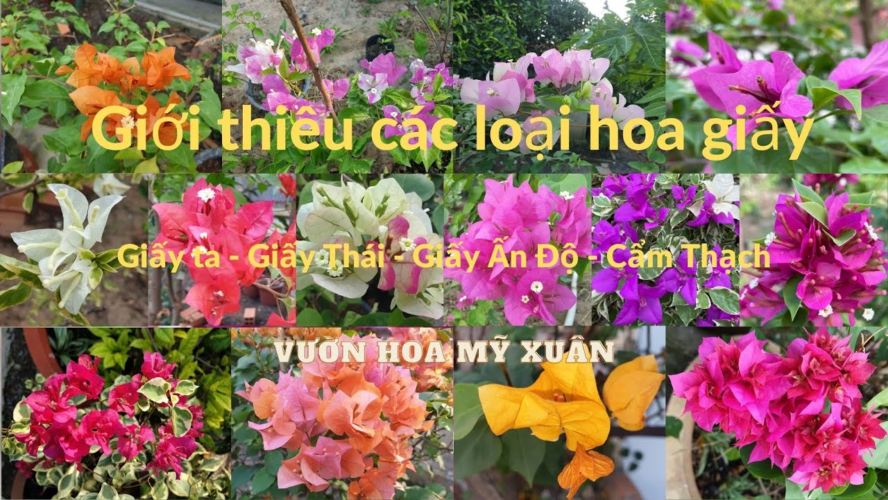 Giới thiệu các loại hoa giấy ta, Thái, Ấn Độ, Trung Quốc - Vườn Hoa Mỹ Xuân
