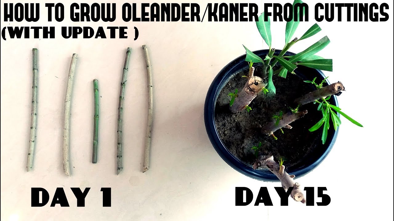 How to Grow Oleander/Kaner From Cuttings(With Update Video)