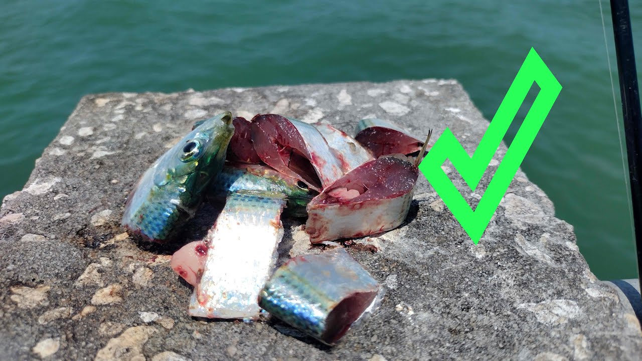 Non-Stop Action Using Cut Bait!! Fishing Fort Desoto Pier