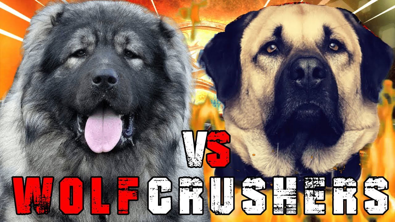 Caucasian Shepherd vs Kangal | Kangal vs Caucasian Shepherd | Powerful Guard dog? | Billa Boyka |