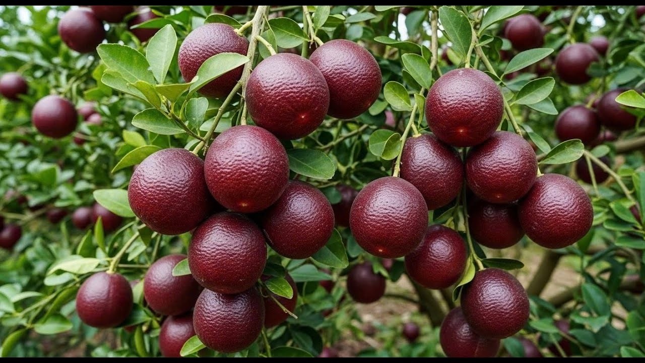 Blood Lime Orchard at Peak Harvest A Calm Agricultural Documentary