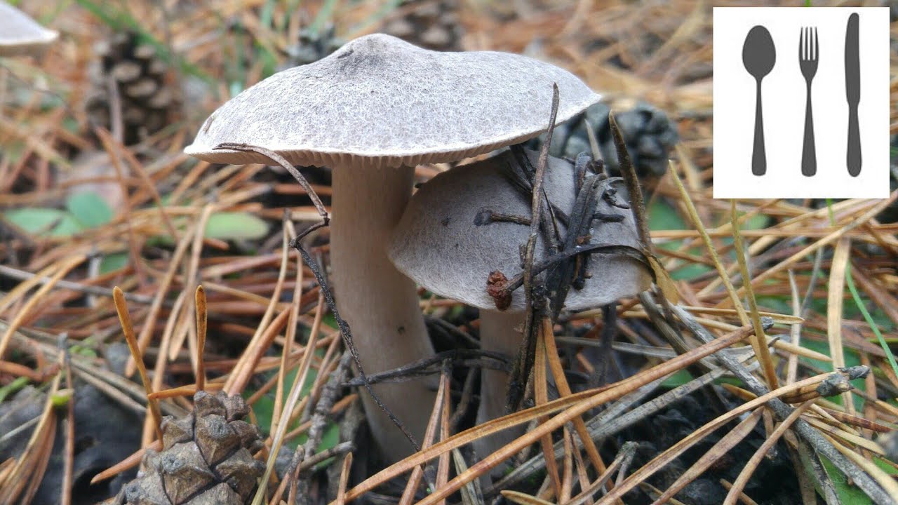 Gąska ziemistoblaszkowa (Tricholoma terreum) Jaworzno 13.11.2016