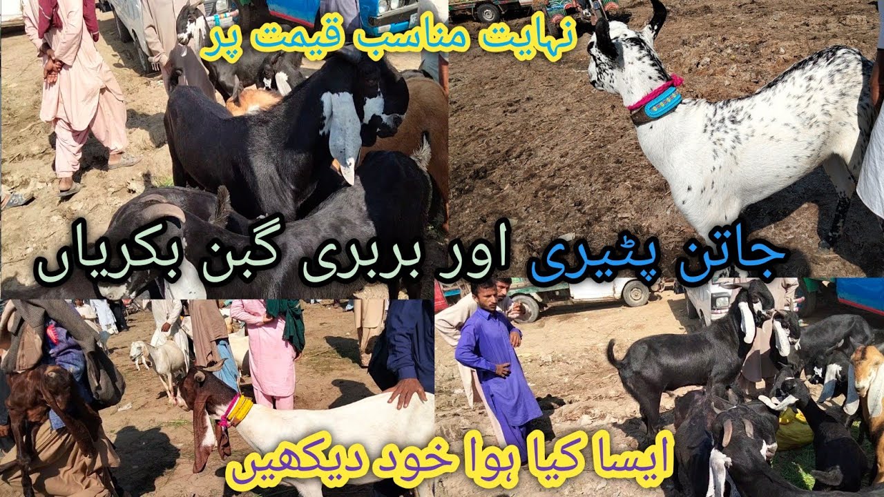 jatan Goat | patari Goat | barbari Goat | amazing video | date 29/11/2022