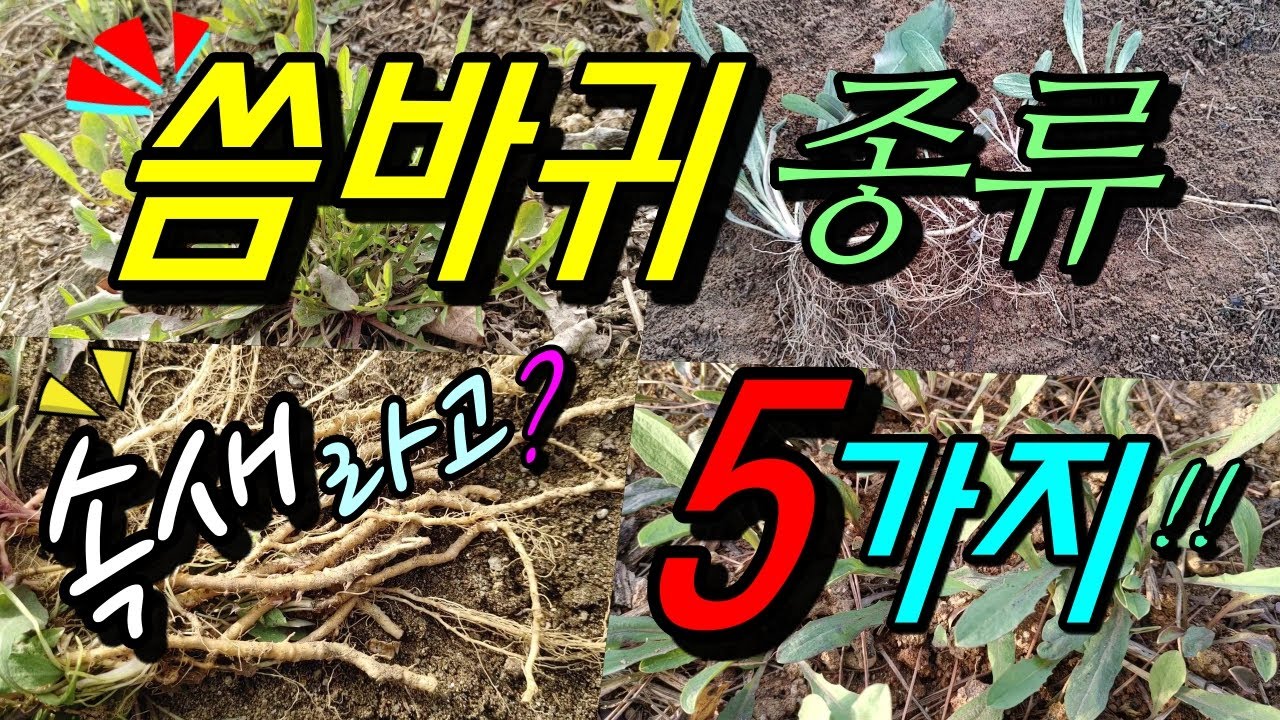 자주보는 씀바귀 종류 5가지 구별법!--마트에서 판매하는 속새 씀바귀는 무엇일까?