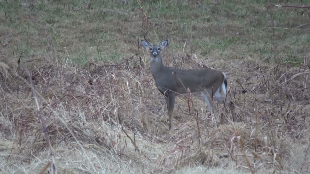 The little guys are now responding to the rattling antlers!