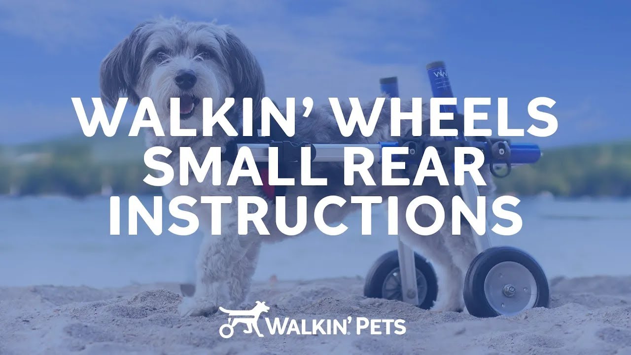 Small Walkin' Wheels Dog Wheelchair - Instructional Video