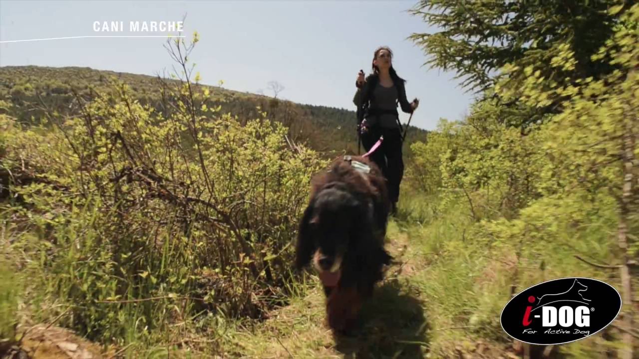 Game sport I-DOG, harnais canicross, ceinture canicross, laisse canicross, canimarche et canivtt.