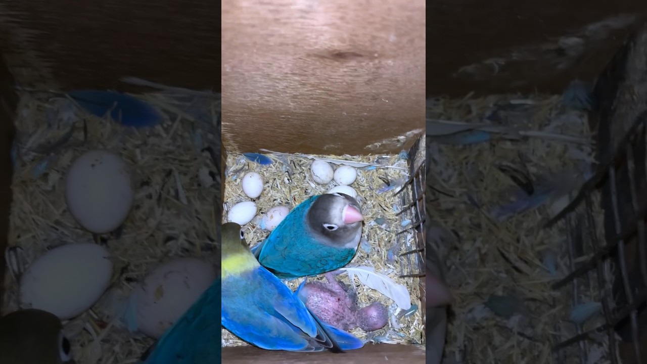 1 saal mein pheli baar 😍 Lovebird ka baby aa gaya 🥰 #shorts #lovebirds #minivlog