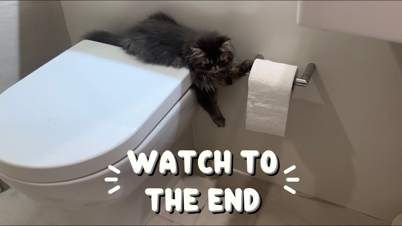POV: You left this unattended! 🐱I'm just following the paper trail… 🐾 