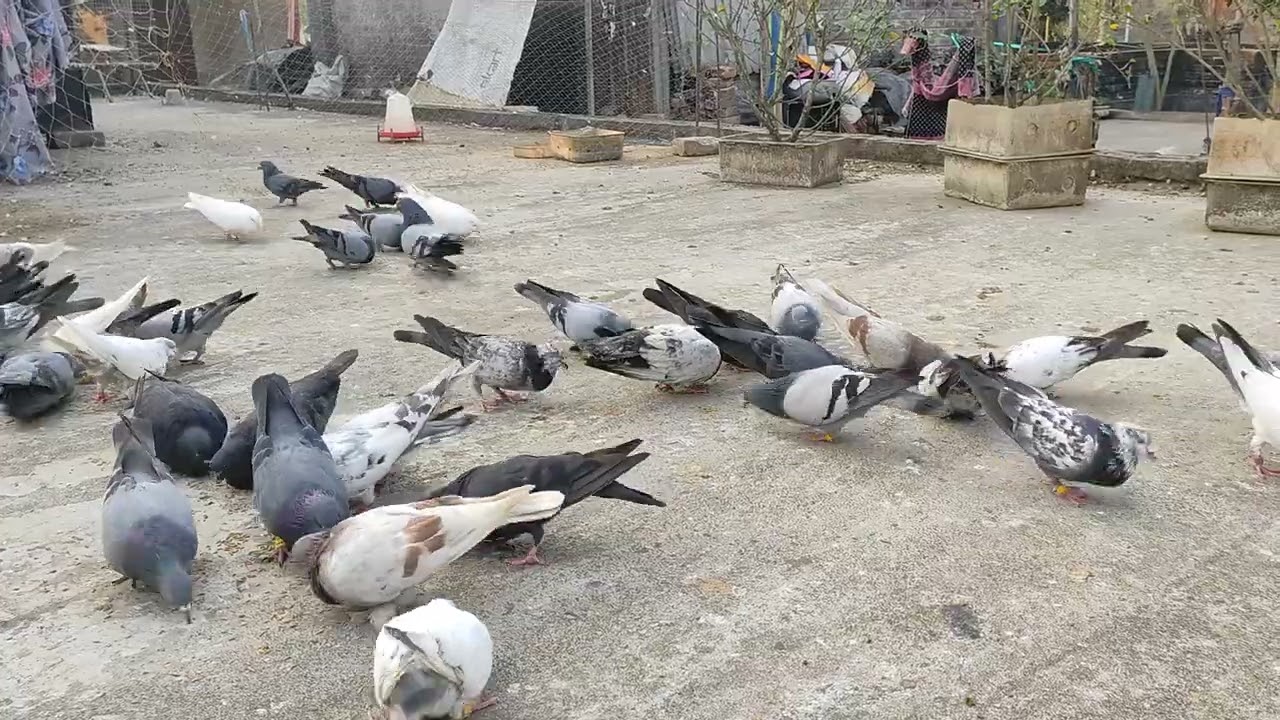 শীত থেকে গরম আসছে, কবুতরগুলোকে সুস্থ রাখার টিপস দিলাম ✅| Ayan Vlog | #highflyer #trending #bangla 