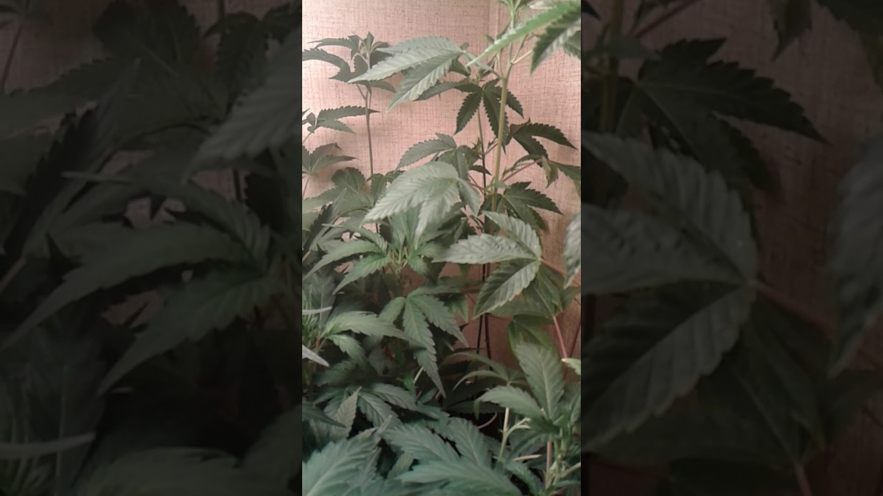 #Grow #cannabis with CFL lights. #grow #cannabis #cfl #growlights with #jaysonmay Nothing for sale.