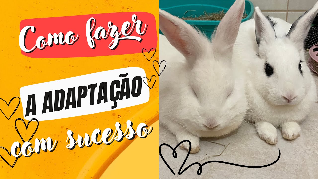 Como Oreo e Pelúcia Viraram Melhores Amigos: O Processo de Bonding Entre Nossos Coelhinhos