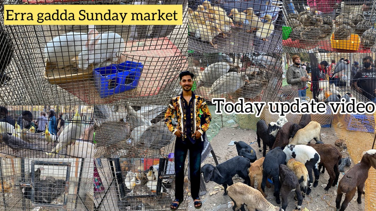 Erra gadda market 21/122025 new update video all bird market in Hyderabad #youtube #youtubeshorts 