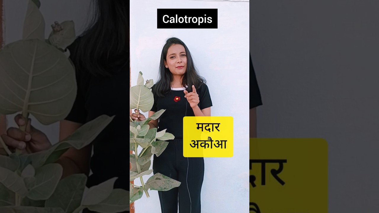 Amazing Fact about Calotropis  | Madar | अकौआ | Forensic Science | Priyanshi Jain